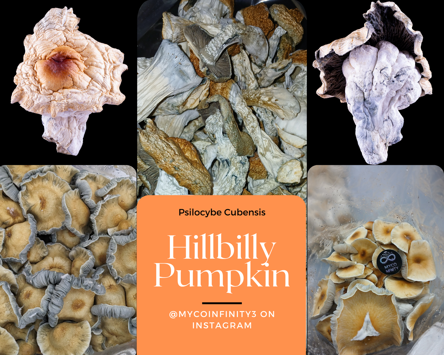 Hillbilly Pumpkin
