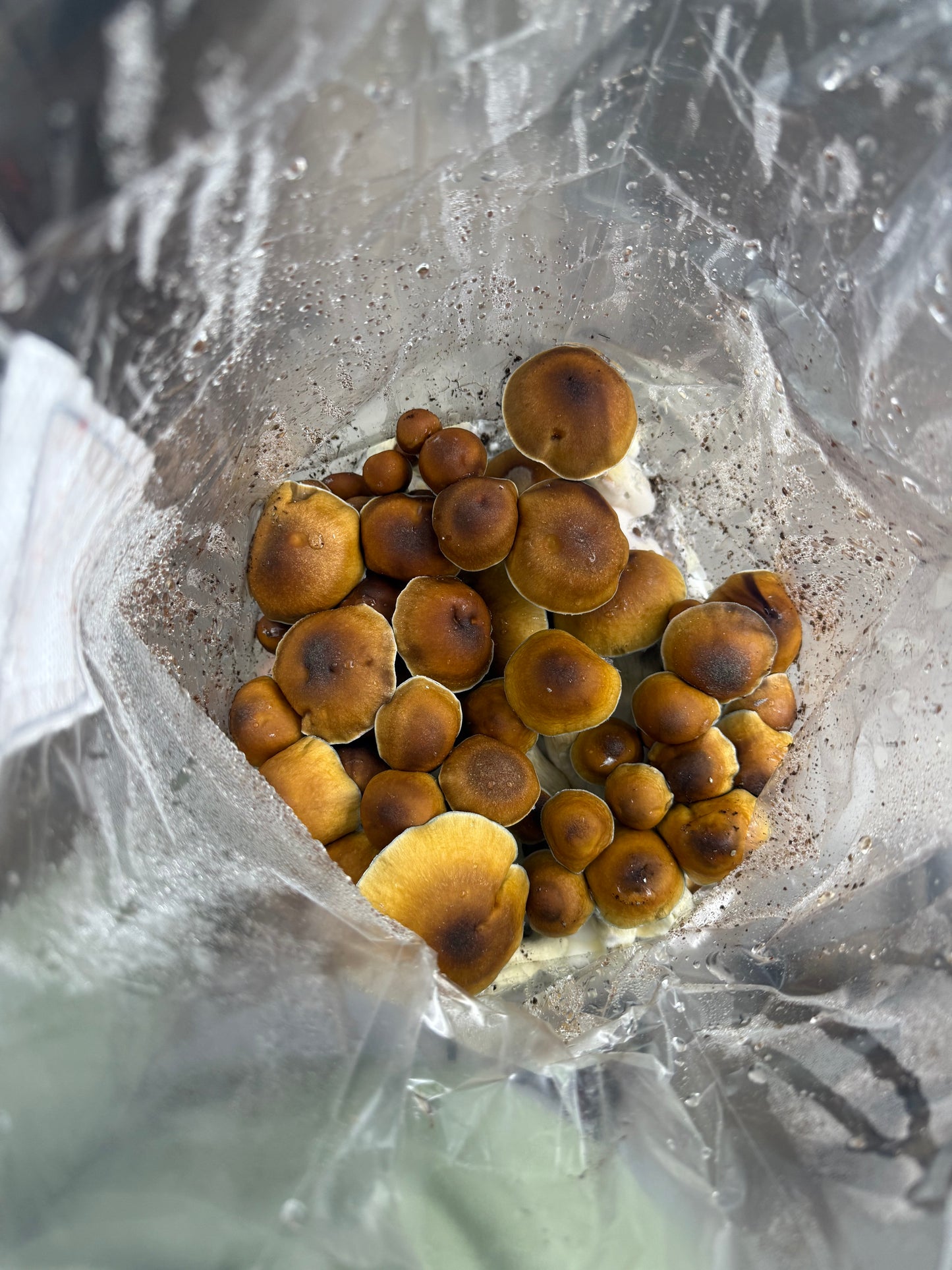 Fruiting Bag(AVAILABLE NOW)