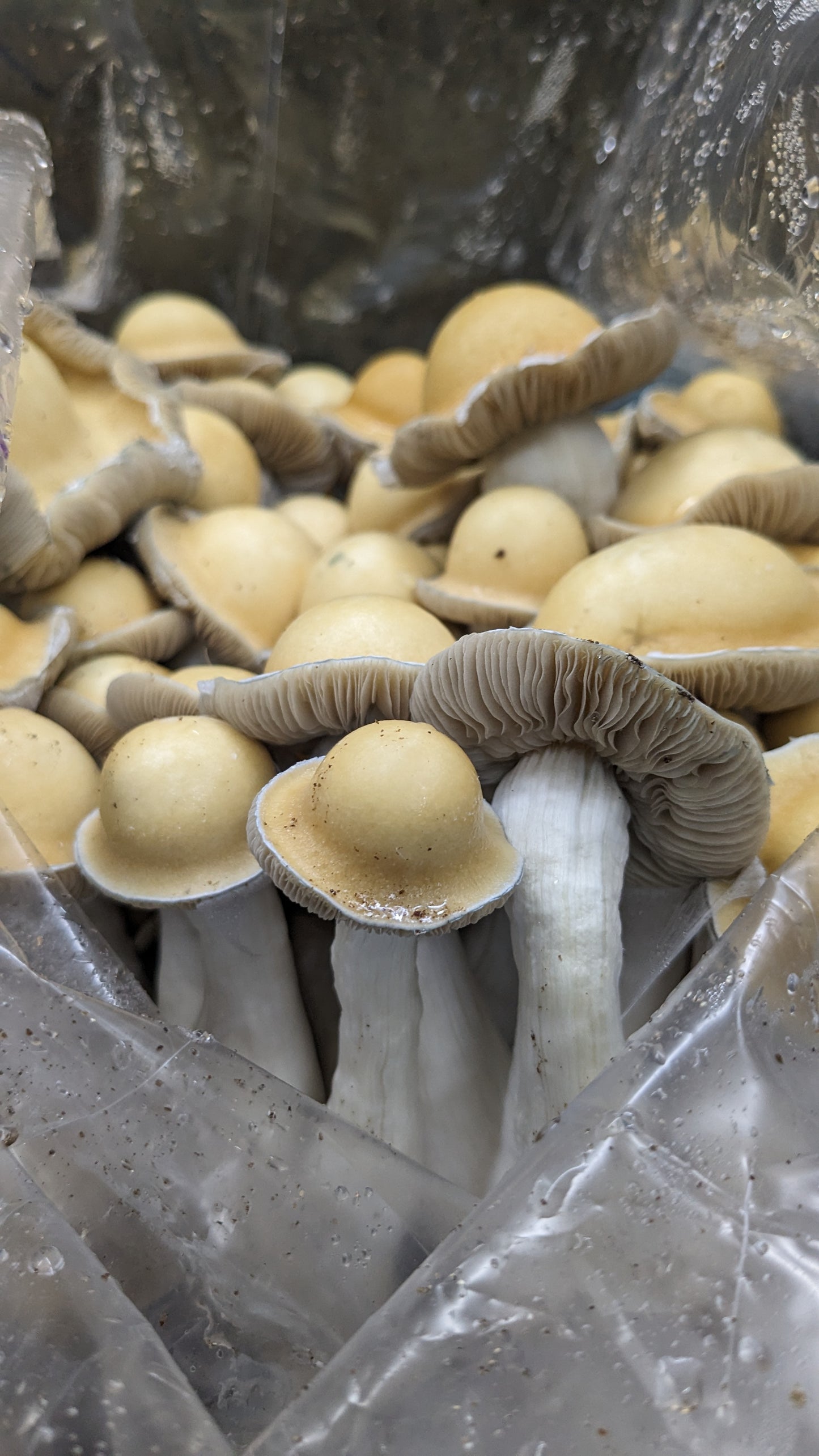 Fruiting Bag(AVAILABLE NOW)