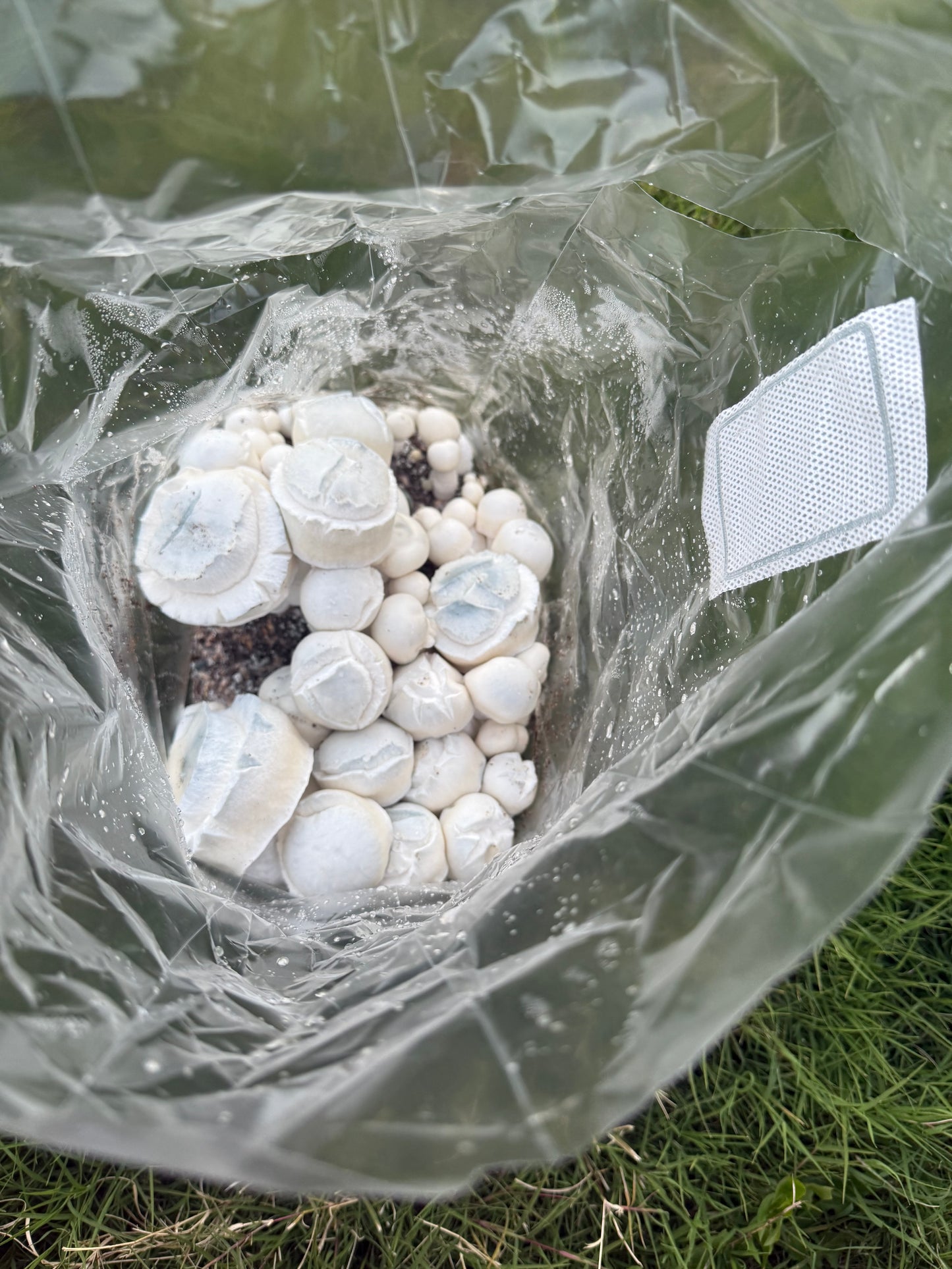 Fruiting Bag(AVAILABLE NOW)