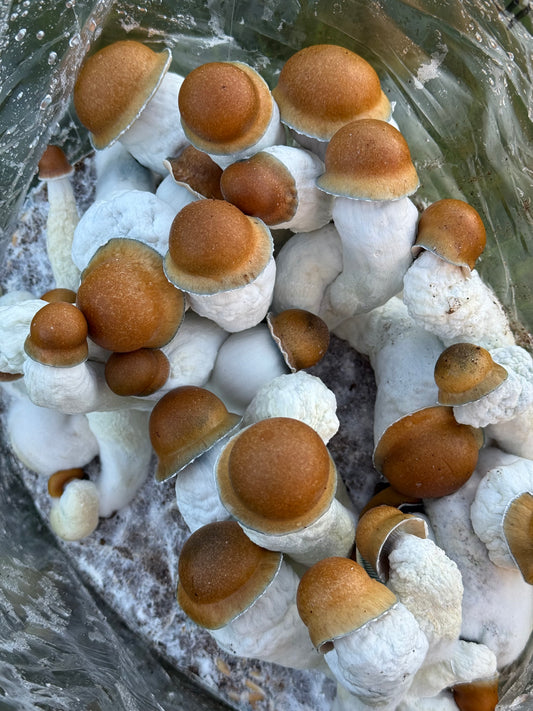 Fruiting Bag(AVAILABLE NOW)