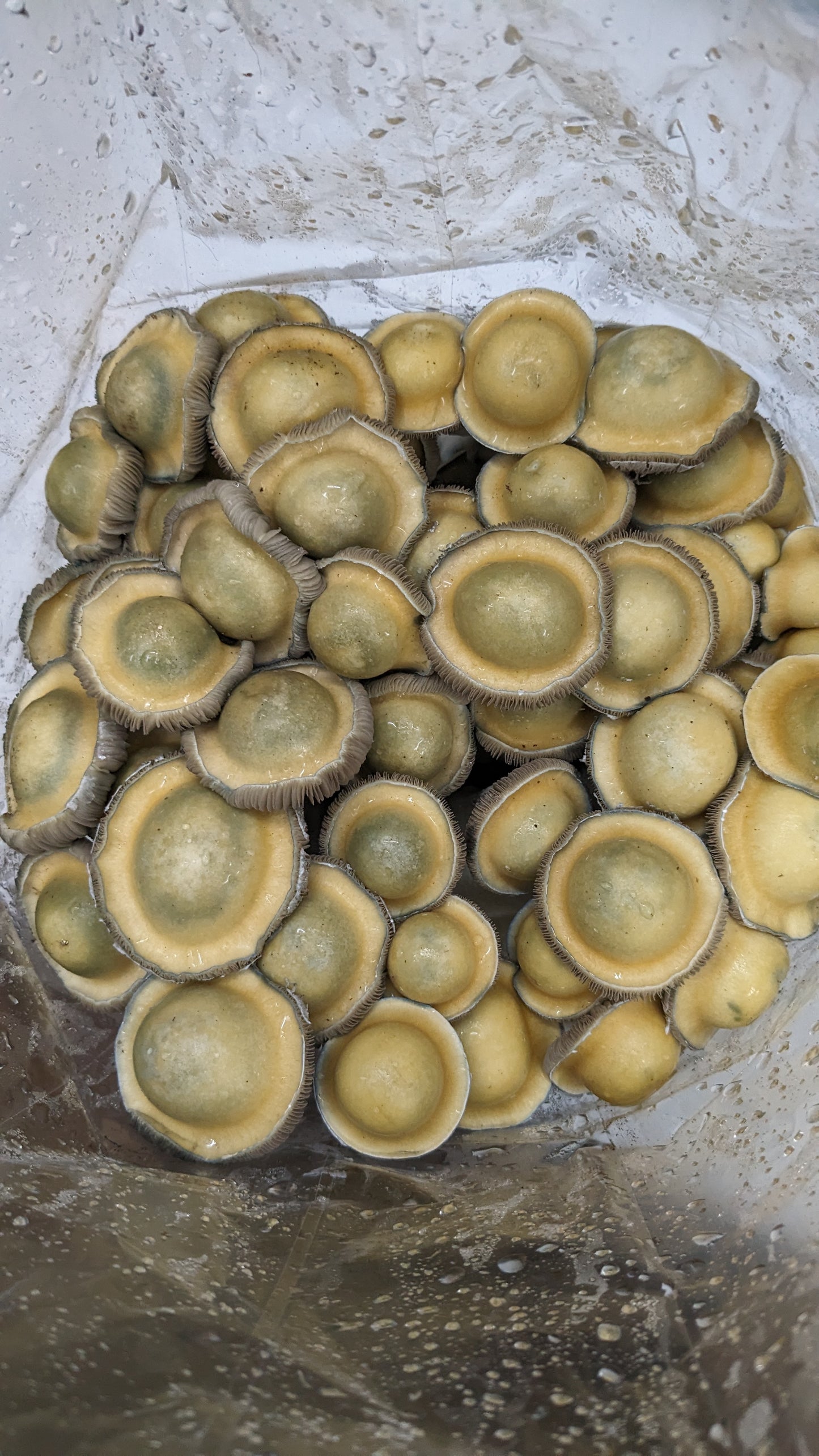 Fruiting Bag(AVAILABLE NOW)