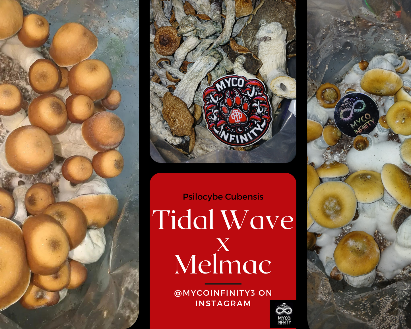 Tidal Wave Melmac